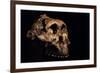 Paranthropus Boisei Skull-Javier Trueba-Framed Photographic Print