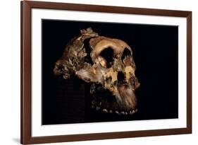 Paranthropus Boisei Skull-Javier Trueba-Framed Photographic Print