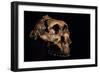 Paranthropus Boisei Skull-Javier Trueba-Framed Photographic Print