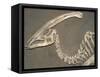 Parasaurolophus Dinosaur Fossil-Kevin Schafer-Framed Stretched Canvas