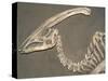 Parasaurolophus Dinosaur Fossil-Kevin Schafer-Stretched Canvas