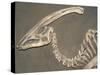 Parasaurolophus Dinosaur Fossil-Kevin Schafer-Stretched Canvas