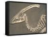 Parasaurolophus Dinosaur Fossil-Kevin Schafer-Framed Stretched Canvas