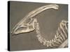 Parasaurolophus Dinosaur Fossil-Kevin Schafer-Stretched Canvas