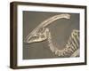 Parasaurolophus Dinosaur Fossil-Kevin Schafer-Framed Premium Photographic Print