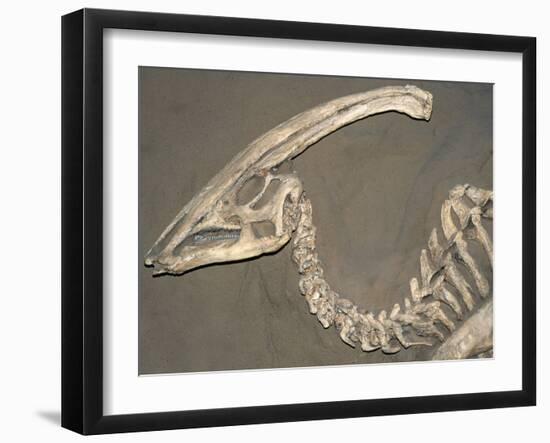 Parasaurolophus Dinosaur Fossil-Kevin Schafer-Framed Premium Photographic Print