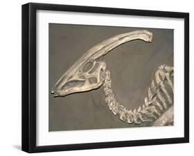 Parasaurolophus Dinosaur Fossil-Kevin Schafer-Framed Premium Photographic Print