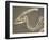 Parasaurolophus Dinosaur Fossil-Kevin Schafer-Framed Premium Photographic Print