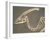 Parasaurolophus Dinosaur Fossil-Kevin Schafer-Framed Premium Photographic Print