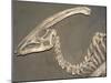 Parasaurolophus Dinosaur Fossil-Kevin Schafer-Mounted Premium Photographic Print