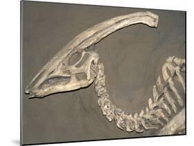 Parasaurolophus Dinosaur Fossil-Kevin Schafer-Mounted Premium Photographic Print