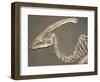 Parasaurolophus Dinosaur Fossil-Kevin Schafer-Framed Photographic Print