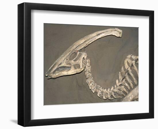 Parasaurolophus Dinosaur Fossil-Kevin Schafer-Framed Photographic Print