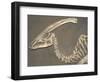 Parasaurolophus Dinosaur Fossil-Kevin Schafer-Framed Photographic Print