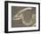 Parasaurolophus Dinosaur Fossil-Kevin Schafer-Framed Photographic Print