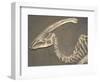 Parasaurolophus Dinosaur Fossil-Kevin Schafer-Framed Photographic Print