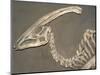 Parasaurolophus Dinosaur Fossil-Kevin Schafer-Mounted Photographic Print