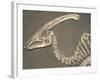 Parasaurolophus Dinosaur Fossil-Kevin Schafer-Framed Photographic Print