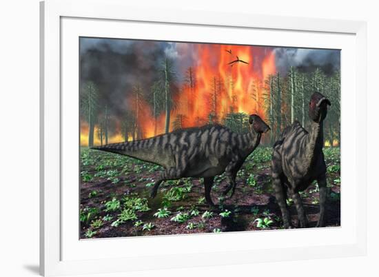 Parasaurolophus Duckbill Dinosaurs Fleeing a Deadly Forest Fire-null-Framed Art Print