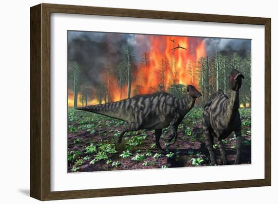 Parasaurolophus Duckbill Dinosaurs Fleeing a Deadly Forest Fire-null-Framed Art Print