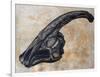 Parasaurolophus Walkerii Dinosaur Skull-Stocktrek Images-Framed Art Print