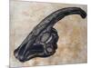 Parasaurolophus Walkerii Dinosaur Skull-Stocktrek Images-Mounted Art Print