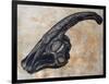 Parasaurolophus Walkerii Dinosaur Skull-Stocktrek Images-Framed Art Print