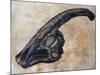 Parasaurolophus Walkerii Dinosaur Skull-Stocktrek Images-Mounted Art Print