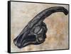 Parasaurolophus Walkerii Dinosaur Skull-Stocktrek Images-Framed Stretched Canvas