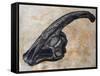 Parasaurolophus Walkerii Dinosaur Skull-Stocktrek Images-Framed Stretched Canvas