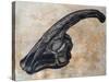 Parasaurolophus Walkerii Dinosaur Skull-Stocktrek Images-Stretched Canvas