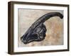 Parasaurolophus Walkerii Dinosaur Skull-Stocktrek Images-Framed Art Print