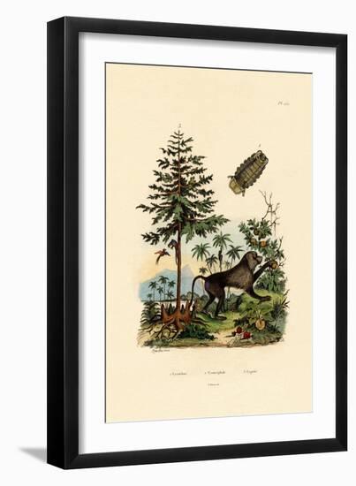 Parasitic Crustacean, 1833-39-null-Framed Giclee Print