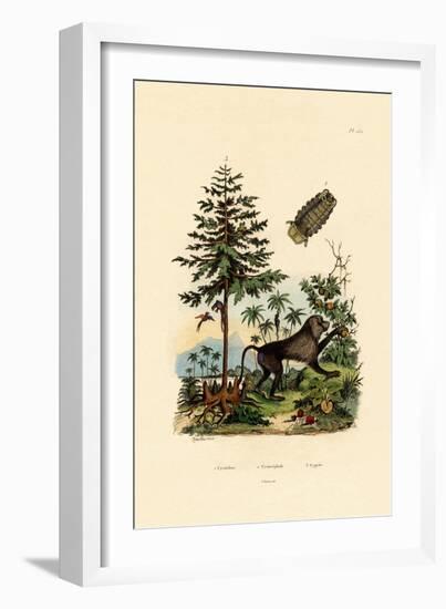 Parasitic Crustacean, 1833-39-null-Framed Giclee Print