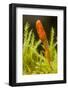 Parasitic Fungus (Cordyceps Militaris) Fruiting Body-Alex Hyde-Framed Photographic Print