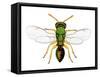 Parasitic Wasp-Dr. Keith Wheeler-Framed Stretched Canvas