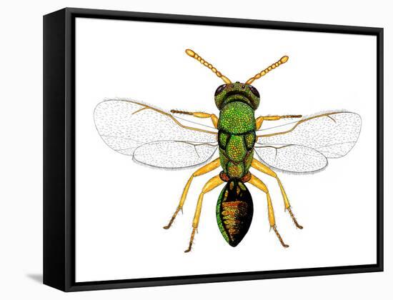 Parasitic Wasp-Dr. Keith Wheeler-Framed Stretched Canvas