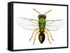 Parasitic Wasp-Dr. Keith Wheeler-Framed Stretched Canvas