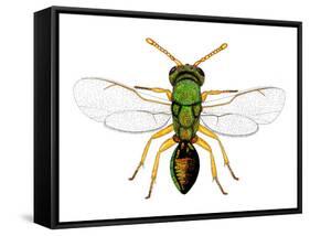 Parasitic Wasp-Dr. Keith Wheeler-Framed Stretched Canvas