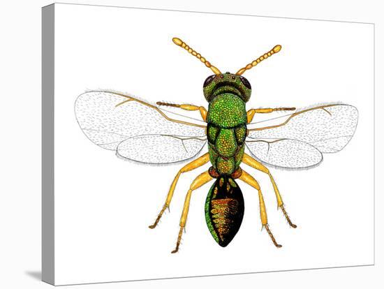 Parasitic Wasp-Dr. Keith Wheeler-Stretched Canvas