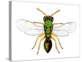 Parasitic Wasp-Dr. Keith Wheeler-Stretched Canvas