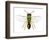 Parasitic Wasp-Dr. Keith Wheeler-Framed Premium Photographic Print