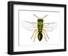 Parasitic Wasp-Dr. Keith Wheeler-Framed Premium Photographic Print