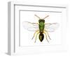 Parasitic Wasp-Dr. Keith Wheeler-Framed Premium Photographic Print