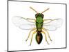 Parasitic Wasp-Dr. Keith Wheeler-Mounted Premium Photographic Print