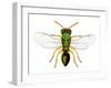 Parasitic Wasp-Dr. Keith Wheeler-Framed Premium Photographic Print