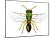 Parasitic Wasp-Dr. Keith Wheeler-Mounted Premium Photographic Print