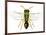 Parasitic Wasp-Dr. Keith Wheeler-Framed Photographic Print