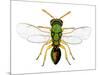 Parasitic Wasp-Dr. Keith Wheeler-Mounted Photographic Print