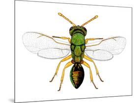 Parasitic Wasp-Dr. Keith Wheeler-Mounted Photographic Print